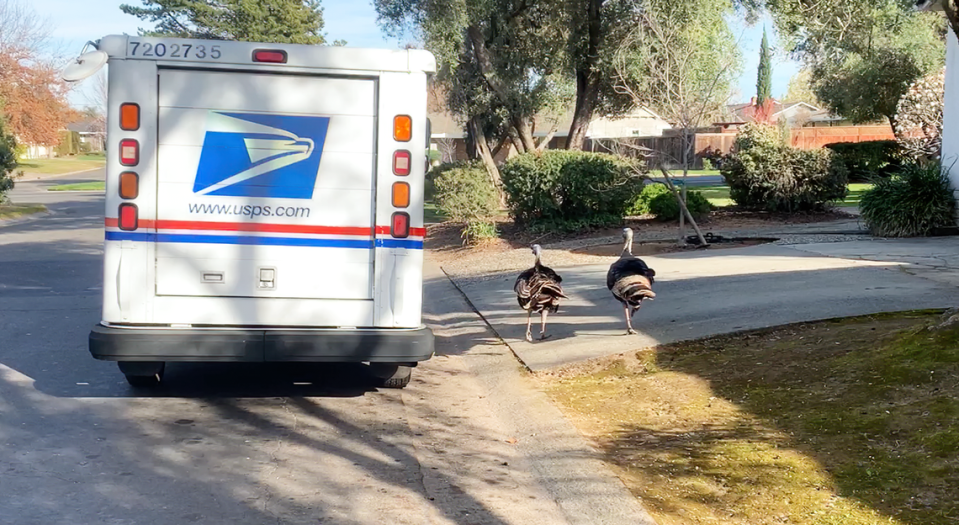 A pair of turkeys give chase a postal vehicle driving a residential street in Arden Arcade in an image from a video taken on March 2, 2022.