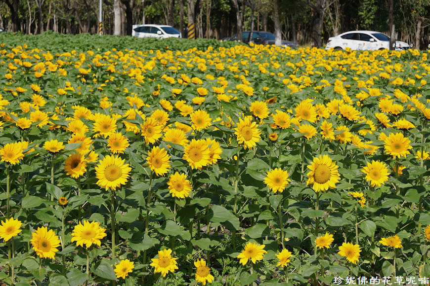 屏東新埤鄉綜合休閒公園｜向日葵花海