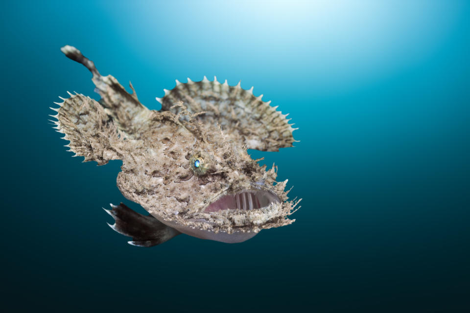 Short-spined Anglerfish, Lophius budegassa, Cap de Creus, Costa Brava, Spain