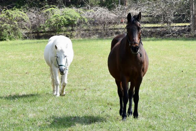 <p>Kim Williams</p> Beja (left) and Macchiato (right) at Dogwood Farm in Maryland