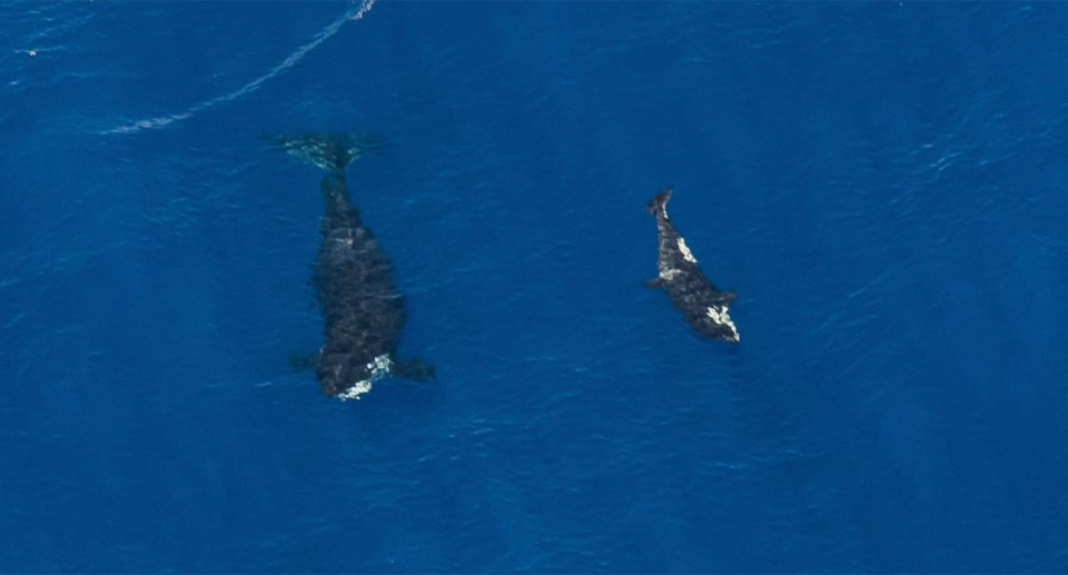 An orca pod with a brand new calf off of the Exmouth coast in WA's northwest cape. Source: Ningaloo Aviation