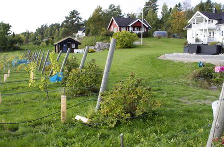 A view of the end of rows of grapevines and farm buildings at the Lerkekasa vineyard, one of the northernmost in the world, September 25, 2014. REUTERS/Alister Doyle