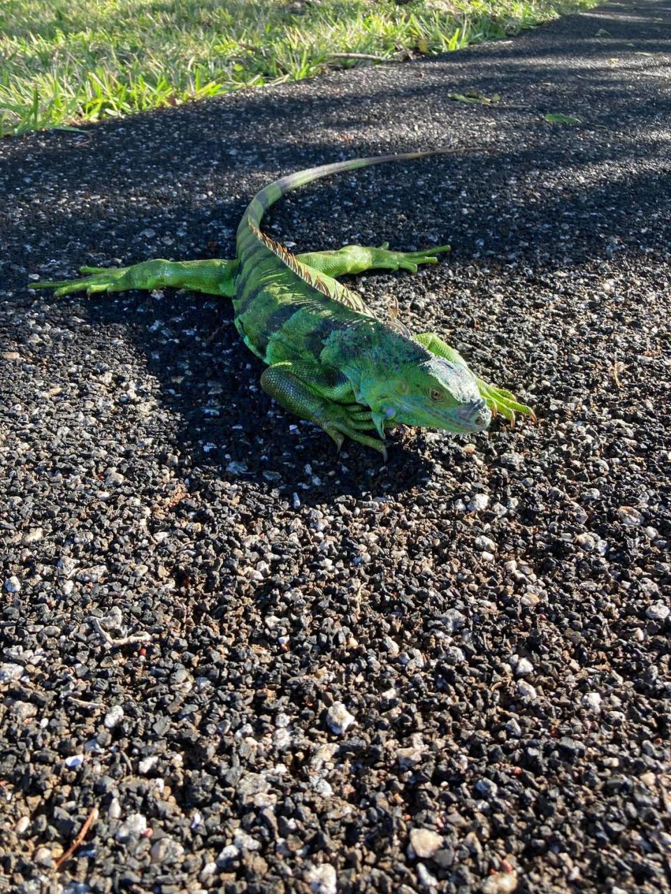 Diana Rush, a music teacher at the Frost School of Music at the University of Miami, found a cold-stunned iguana while on a run Wednesday morning on Shotgun Road in Broward.