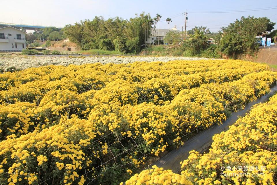 苗栗銅鑼｜九湖杭菊花海