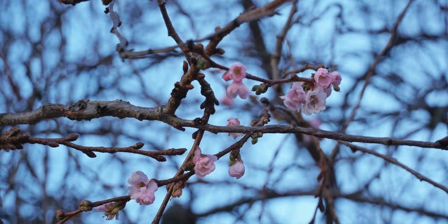 Sakura blossom