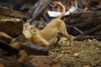 A rescue dog searches for victims trapped inside a collapsed temple during the rescue operation operated by the German rescue team after the earthquake in Kathmandu, Nepal April 28, 2015. REUTERS/Navesh Chitrakar