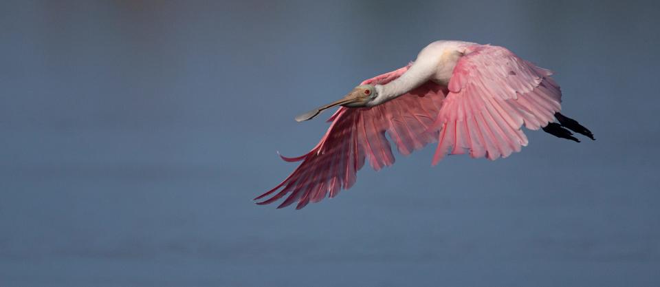 A roseate spoonbill takes flight at J.N. ÒDingÓ Darling National Wildlife Refuge on Wednesday, Aug. 16, 2023. The birds that are popular with photographers and visitors alike have been regularly showing up at the refuge. Hurricane Ian clobbered the refuge along with the rest of Sanibel.