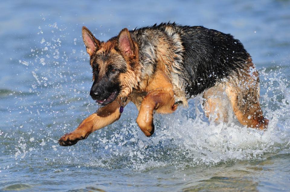 German Shepherd running at ocean shore