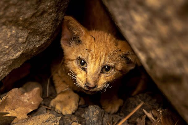 PHOTO: A kitten with singed whiskers that survived the McKinney Fire hides under rocks in the Klamath National Forest northwest of Yreka, Calif., July 31, 2022. (David McNew/AFP via Getty Images)