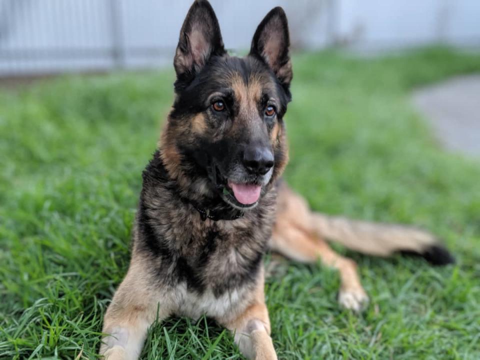 Unlikely Pet Siblings: German Shepherd and Turtle Share Heartwarming Playtime