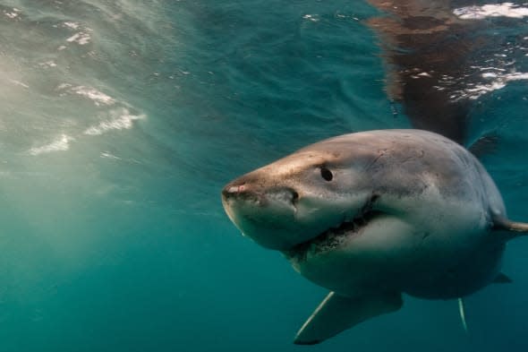 Man thrown out of boat by great white shark attack