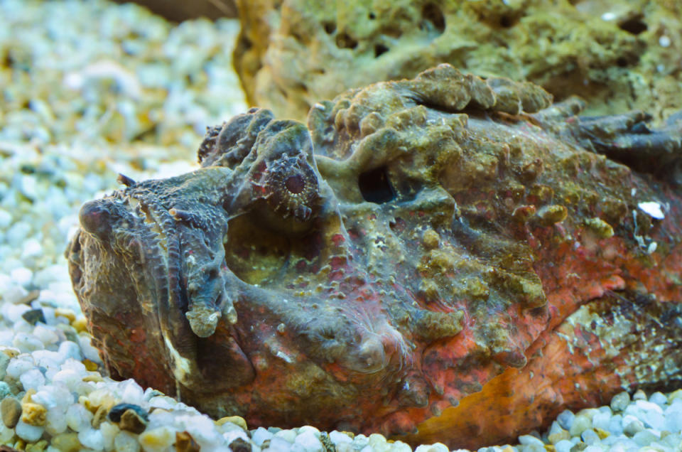 Stonefish.<p>Yongkiet Jitwattanatam/Shutterstock</p>