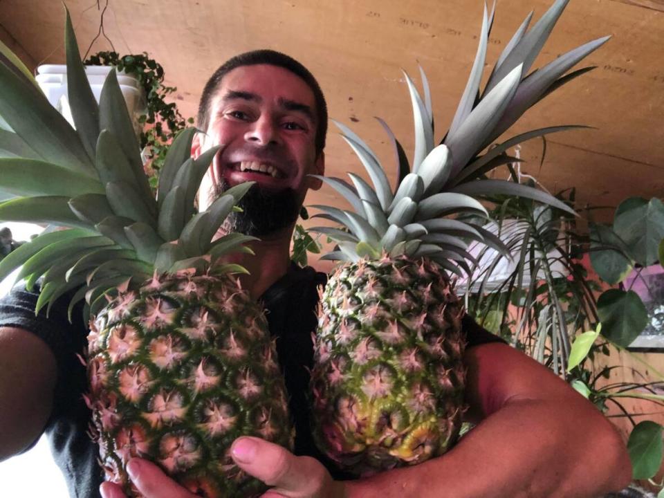 Andrew Timms holding two pineapples that he grew in his off-grid cabin. He says it all began with a trip to the grocery store and a little curiosity. (Submitted by Andrew Timms - image credit)