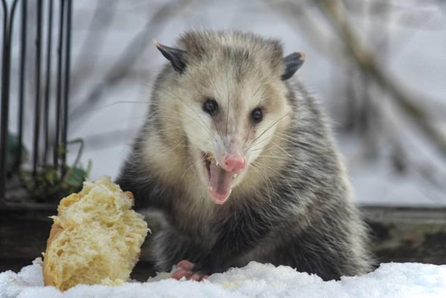 angry possum