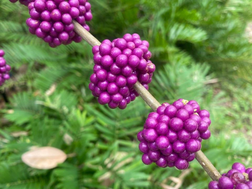 The violet berries of beautyberry attract butterflies and birds.