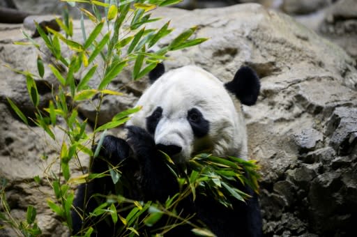 Giant panda Bei Bei is heading back to China under the strict rules of "panda diplomacy"