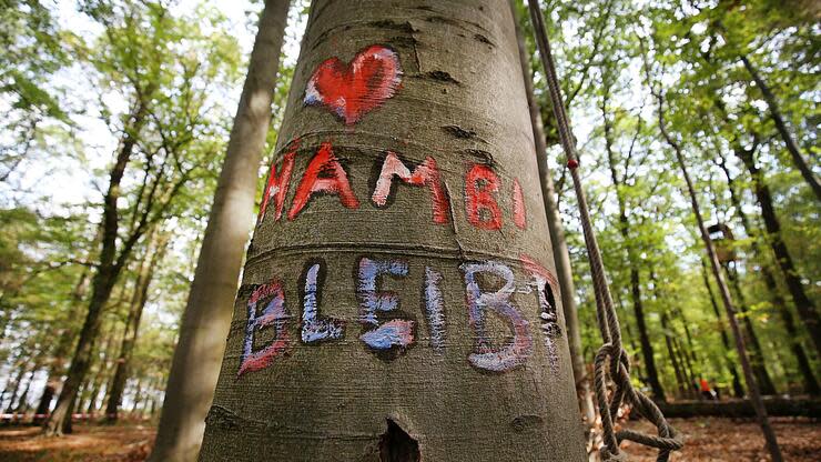 Die Kohlekommission hat sich in ihrem Bericht zum Kohleausstieg für den Erhalt des Waldes ausgesprochen. Foto: dpa