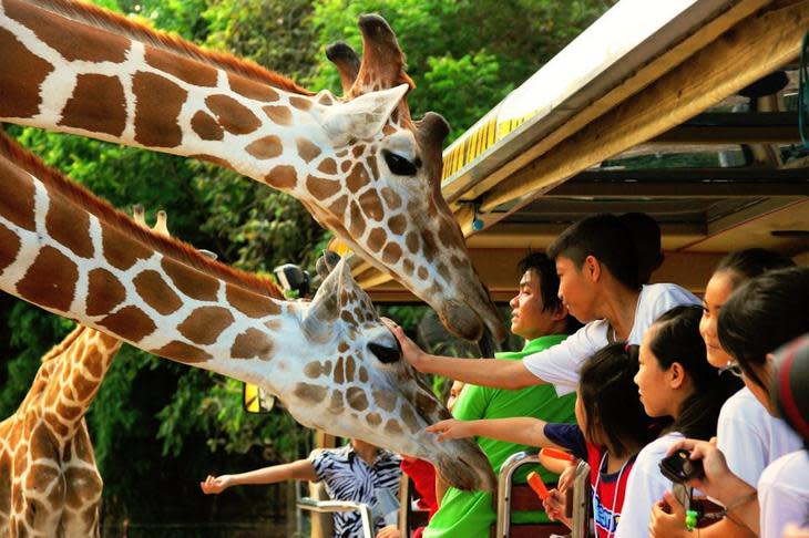 清邁夜間動物園可以近距離接觸可愛動物（網路圖片）