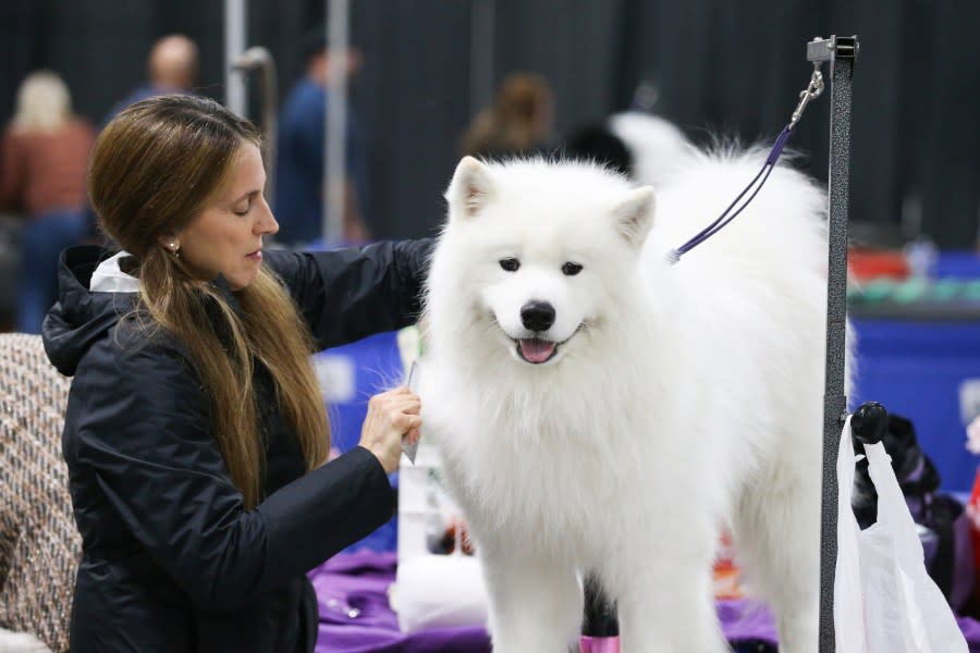 THE NATIONAL DOG SHOW PRESENTED BY PURINA -- 2023  -- Pictured: Samoyed -- (Photo by: Bill McCay/NBC)