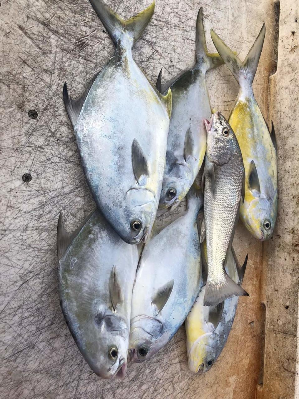 Pompano and whiting are in the catch report again Jan. 21, 2024.