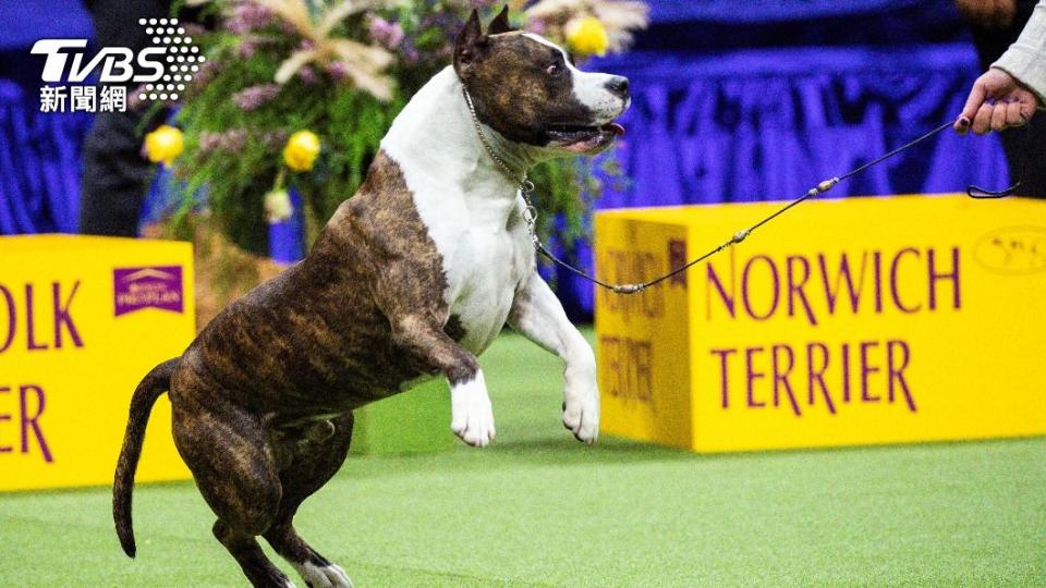 美國斯塔福郡梗（American Staffordshire Terrier）「楚奧伯」（Trouble）。（圖／達志影像路透社）