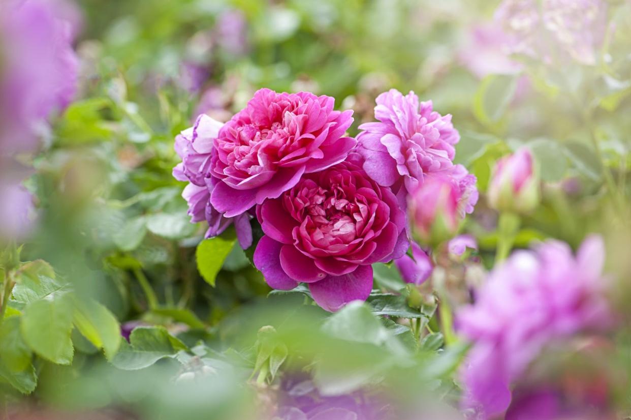 princess anne rose vintage garden design