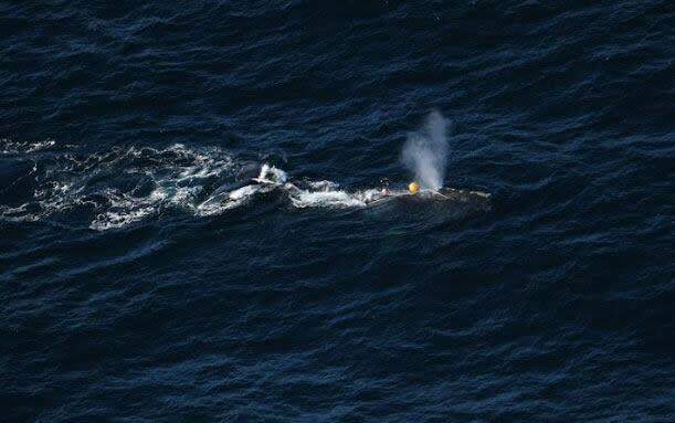Officials believe the entangled whale, spotted northeast of New Brunswick’s Acadian Peninsula and northwest of the Magdalen Islands, is an adult female known as EG4510, Shelagh. (DFO Science Aerial Survey Team - image credit)