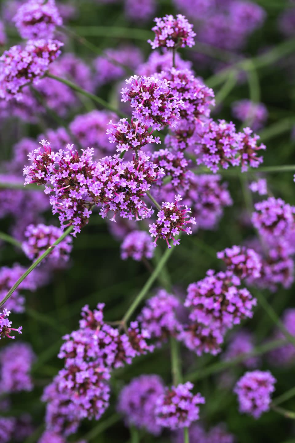 a close up of a flower with hulda klager lilac gardens in the background