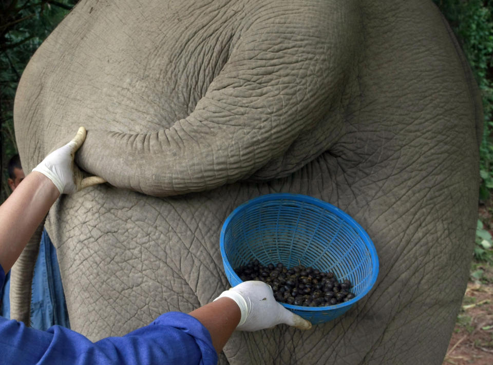 In this Dec. 4, 2012 photo, a Thai mahout's wife jokingly poses with a plastic basket containing coffee beans freshly cleaned from elephant dung below the tail of an elephant in Chiang Rai province, northern Thailand. A Canadian entrepreneur has teamed up with a herd of 20 elephants, gourmet roasters and one of the country's top hotels to produce Black Ivory Coffee, a new blend from the hills of northern Thailand and the excrement of elephants which ranks among the world's most expensive cups of coffee. (AP Photo/Apichart Weerawong)