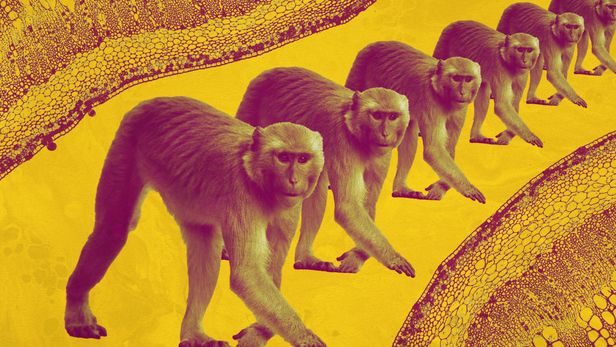  Photo collage of rhesus monkeys on top of microscope photography of cells. 