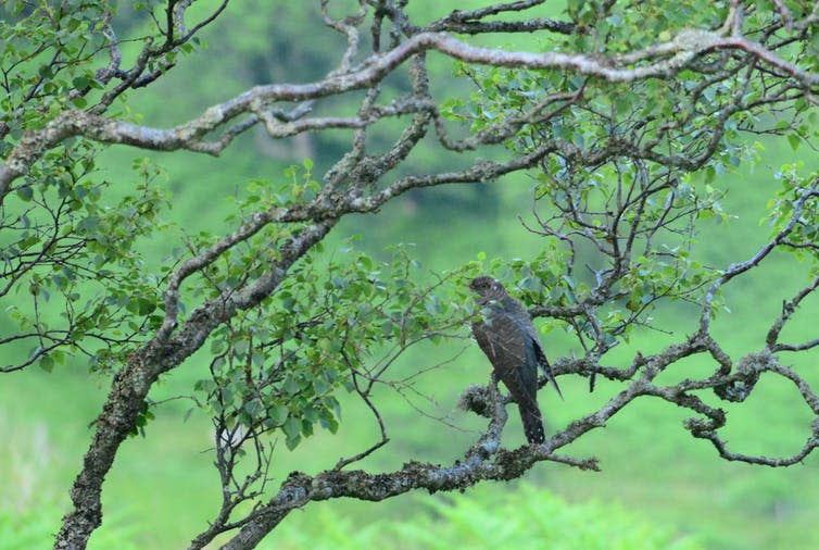 <span class="caption">Cuckoo at Glen Finglas.</span> <span class="attribution"><span class="source">© Lisa Malm</span>, <span class="license">Author provided</span></span>