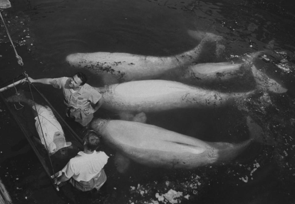 Baby Narwhal being weighed in New York Aquarium in 1969.