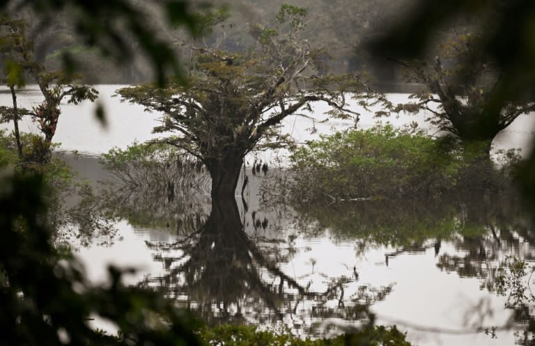 Un árbol en la Laguna Grande de la selva amazónica protegida de Cuyabeno, Ecuador, el 27 de marzo de 2024. (Daniel MUNOZ)