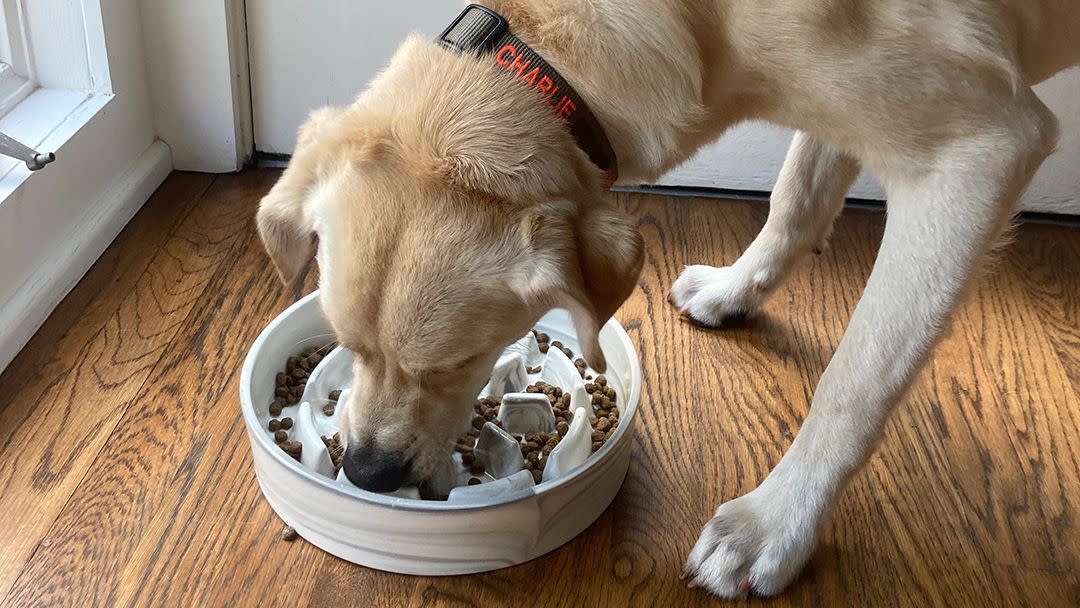 lab eating out of slow feeder ceramic dog bowl