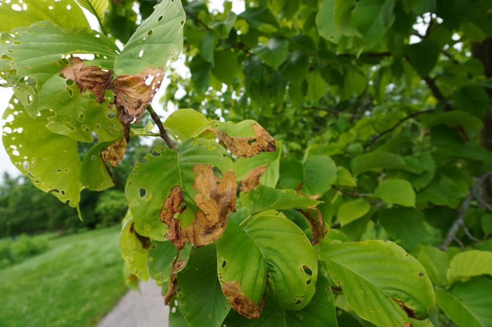 Yellow poplar weevil damage on magnolia at Secrest Arboretum in Wooster.