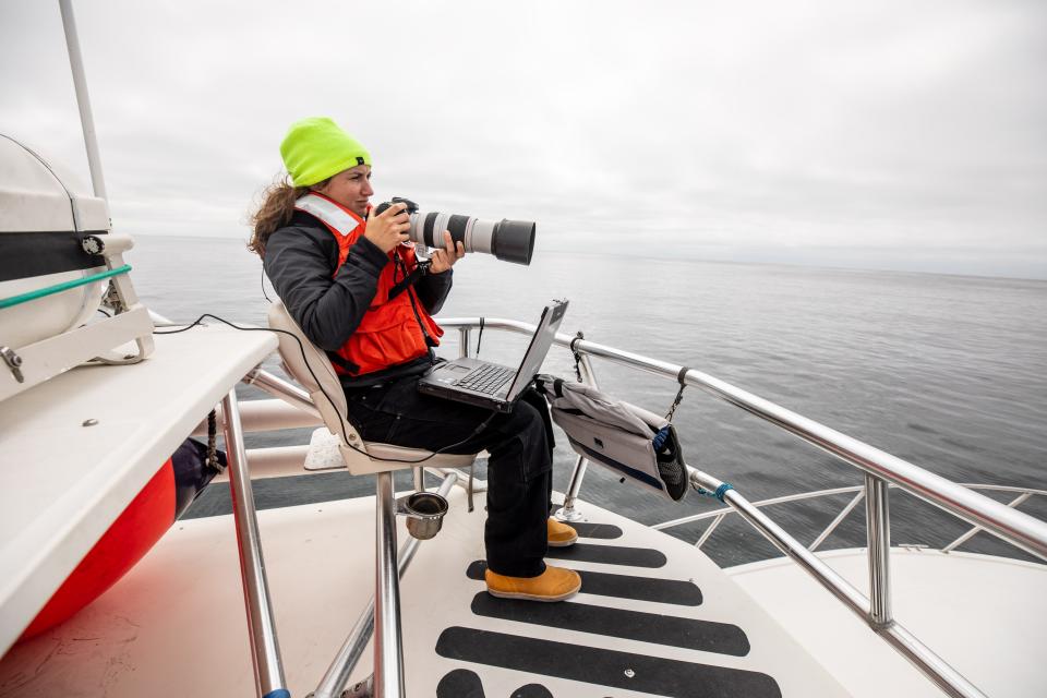 Bekah Lane of the Marine Mammal Center in Sausalito, CA takes photos of whale flukes to help identify the whales feeding more than 20 miles offshore of San Franciso Calif. Each year, more than 80 whales die after being struck by ships off the West coast. She is uploading whale data to Whale Safe, a computer system that went live on September 21, 2022 that notifies ships when whales are present so they can slow down and hopefully avoid such ship strikes.