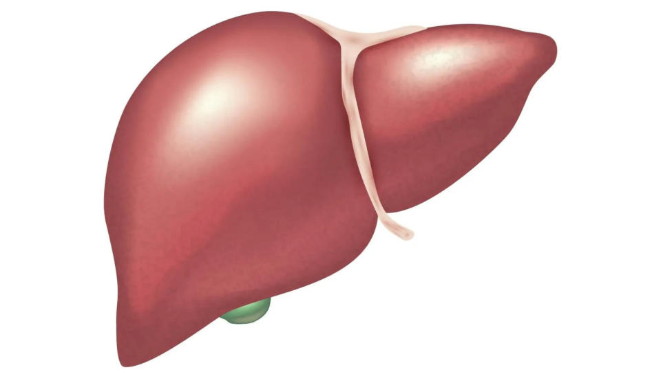 <strong>胃食道靜脈瘤是因為食道靜脈要回到肝臟，當肝臟腫脹，靜脈就會開始出現曲張現象。（示意圖／123RF）</strong>