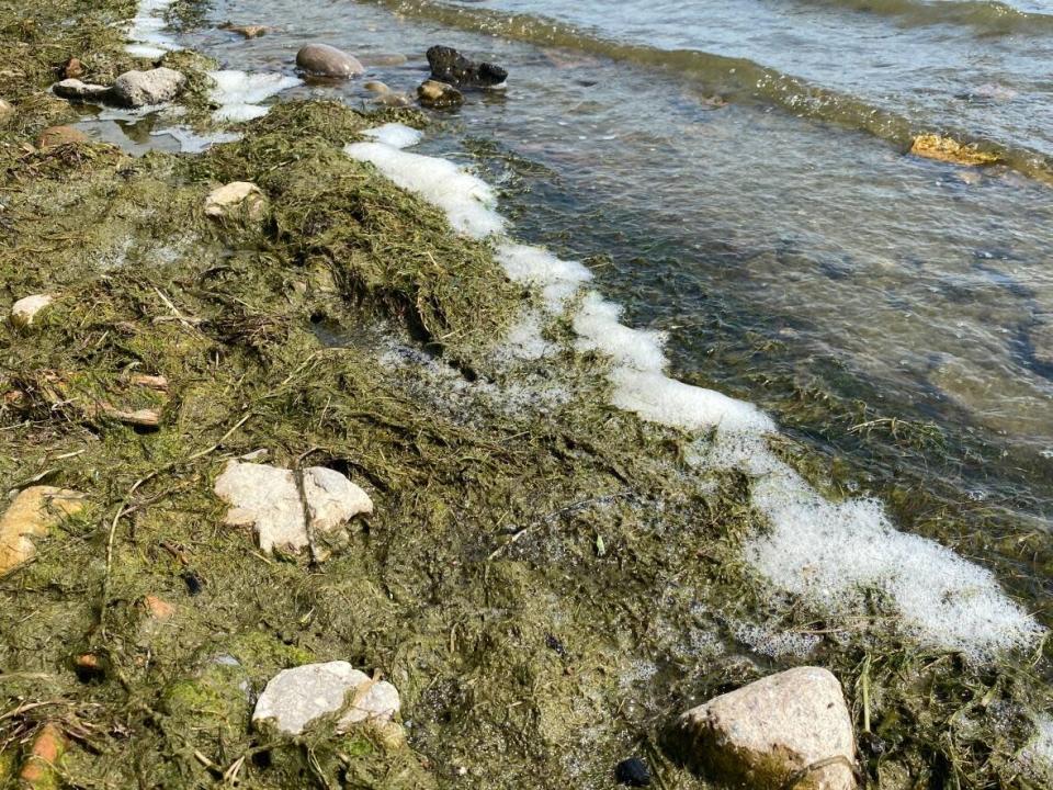 The director of water programs at Swim Drink Fish Canada says the mixture of 'submerged aquatic vegetation and a form of algae' is harmless to humans and animals. (Paul Smith/CBC - image credit)