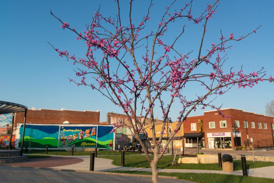 Pink flowering blooms from a young redbud tree add to the colorful background at the appropriately named Redbud Park in the NOTO Arts District.