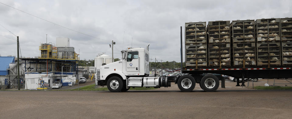 Business continues at this Koch Foods Inc., plant in Morton, Miss., Thursday, Aug. 8, 2019, as a truck loaded with chickens passes the plant following Wednesday's raid by U.S. immigration officials. In an email Thursday, U.S. Immigration and Customs Enforcement spokesman Bryan Cox said more than 300 of the 680 people arrested Wednesday have been released from custody. (AP Photo/Rogelio V. Solis)