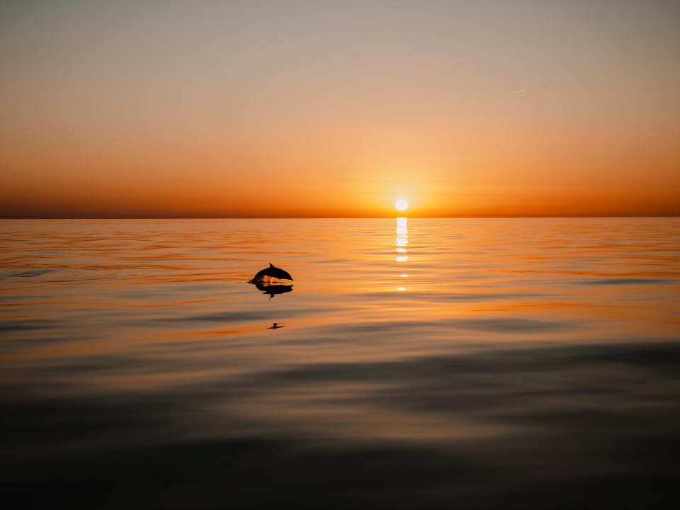 A dolphin jumps as the sun sets in the horizon.