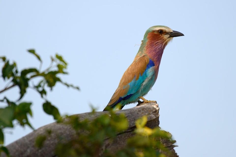 <p>Lilac-breasted roller in iSamangaliso Wetland Park, South Africa // April 16, 2017</p>