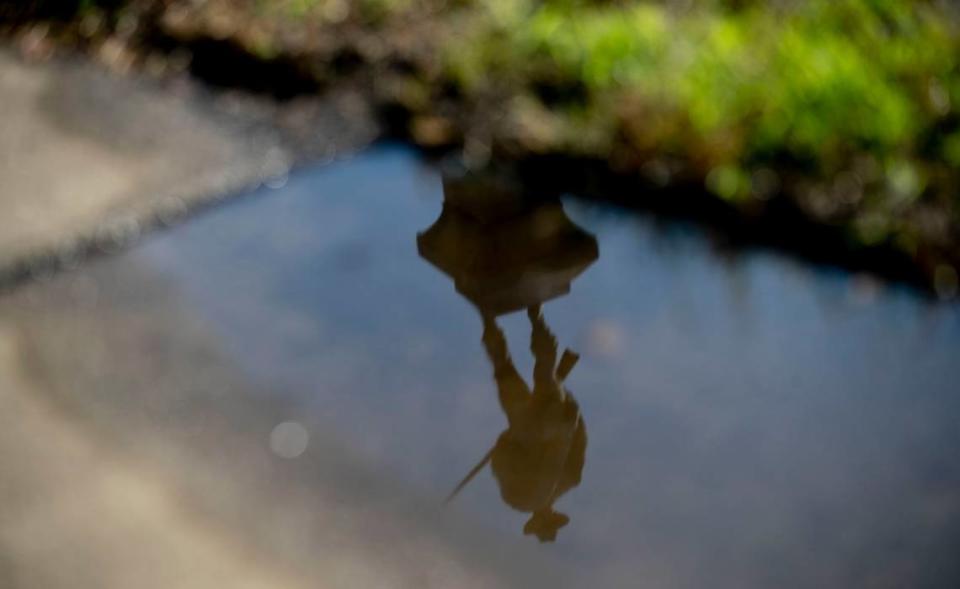 The 106-year-old Confederate monument on N. Main Street in Louisburg, N.C. is reflected in a puddle of water after a rain shower on Thursday, June 25, 2020 in Louisburg, N.C.