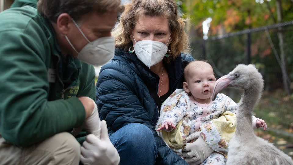 May and her granddaughter Sunny meet the flamingo chicks at Woodland Park Zoo. - Jeremy Dwyer-Lindgren/Woodland Park Zoo