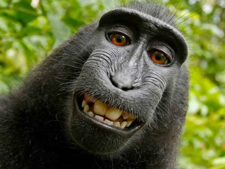 Selfie de Naruto, una hembra de macaca nigra en el norte de Sulawesi, Indonesia, que disparó varias la cámara del fotógrafo David Slater y fue objeto de un litigio en la corte. (Imagen: Wikimedia Commons).