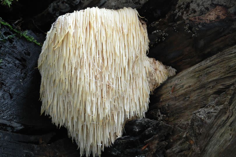 The Lion's Mane mushroom grows on trunks of dead hardwood trees such as oak