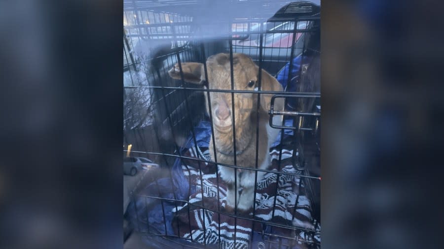 Deputies with the Arapahoe County Sheriff’s Office rescued a goat that was found locked inside a cage in a car overnight more than once. (Photo: Arapahoe County Sheriff’s Office)