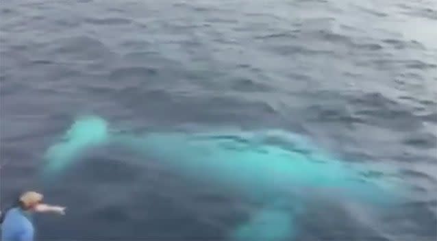 It is believed to be the first reported sighting of the whale in the Great Barrier Marine Park this year. Source: Paul Faherty