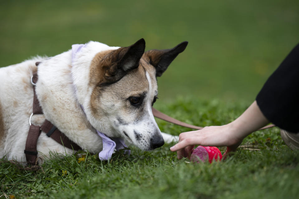 A dog looks at his ball at the City Park in Budapest, Hungary, on Wednesday, March 27, 2024. A new study in Hungary has found that beyond being able to learn how to perform commands, dogs can learn to associate words with specific objects — a relationship with language called referential understanding that had been unproven until now. (AP Photo/Denes Erdos)