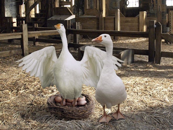 A goose in "Charlotte's Web" voiced by Oprah Winfrey.